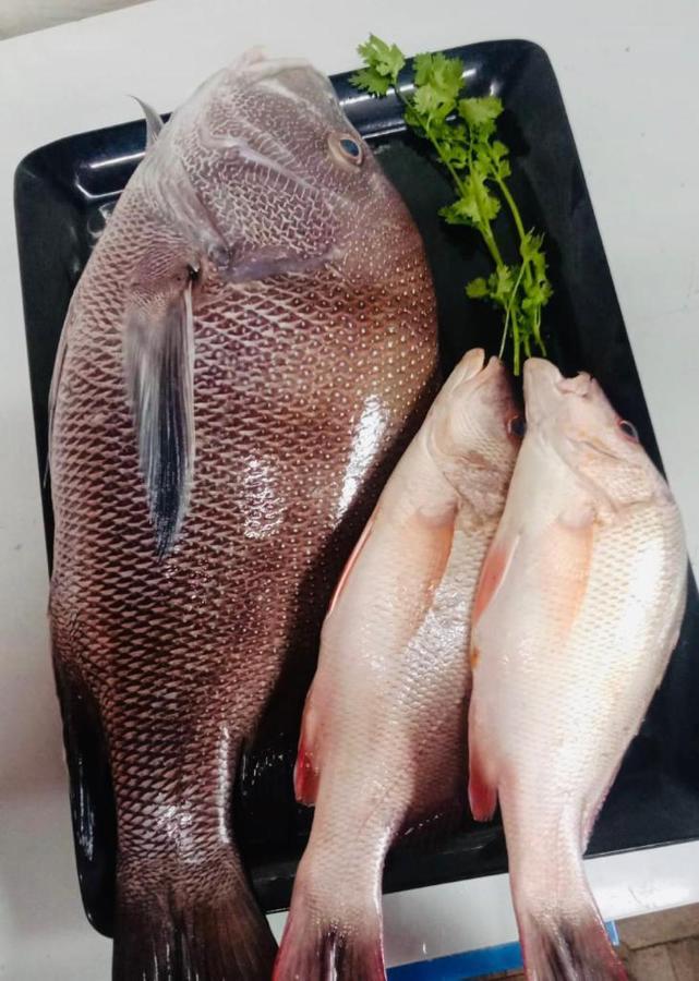 马哈巴利普拉姆 Catch A Wave酒店 外观 照片